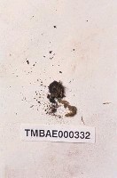 藏品(短枝高領苔)的圖片